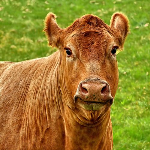 La Vache qui rit... (De lachende koe...)