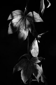 Bladeren in zwart wit