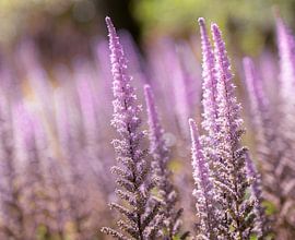 Blumen von Nikita Sukhinin