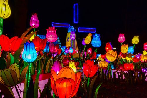 Tulipes hollandaises en Chine Fête des Lumières