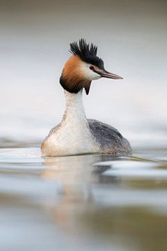 Great Crested Grebe ( Podiceps cristatus ), adult in breeding dress, swims on bright nice colored wa van wunderbare Erde