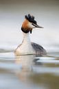 Great Crested Grebe ( Podiceps cristatus ), adult in breeding dress, swims on bright nice colored wa van wunderbare Erde thumbnail