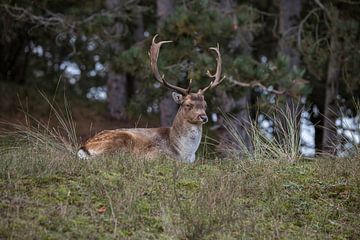 Deer in the dunes of the Amsterdam water supply Area by ChrisWillemsen