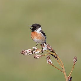 Stonechat in the sun. by Bert Snijder