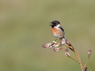 Roodborsttapuit in het zonnetje. van Bert Snijder