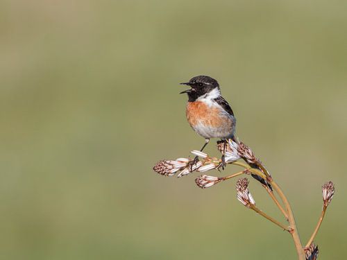 Stonechat in the sun.