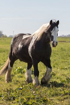 Wunderschöner Irish Cop