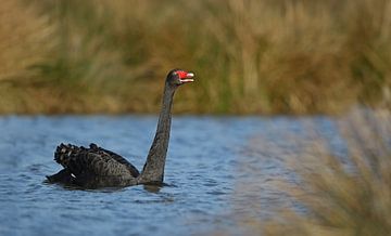 Zwarte Zwaan tussen het riet van Michel de Beer