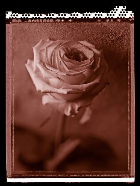 Polaroid Roos van Karel Ham