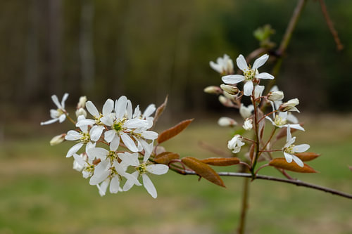 Witte Lente bloesem in Belgisch Limburg