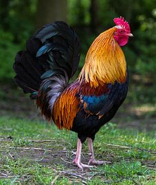 Haan von Nancy Bogaert