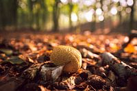 Autumn scene