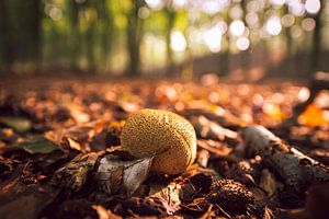 Herfst tafereel
