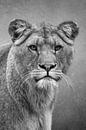 Leeuw: Portret Leeuwin in zwart-wit van Marjolein van Middelkoop thumbnail