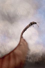 Die Ameise auf der Lauer von Ed van Loon