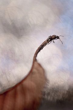 La fourmi à l'affût sur Ed van Loon