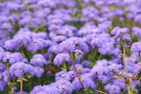 Ageratum