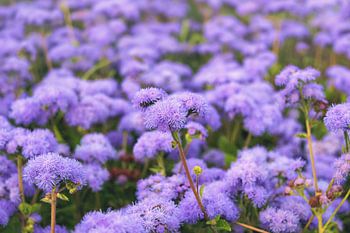 Ageratum en fleurs