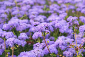 Ageratum