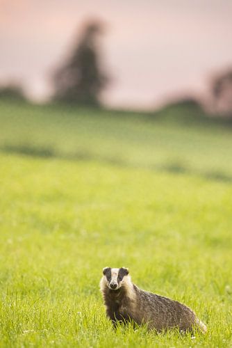 Das auf einem Limburger Berghang