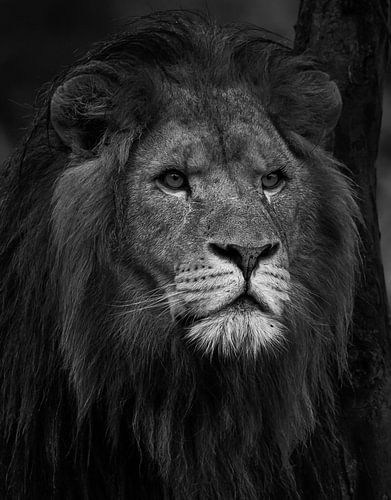 African lion (b/w.)