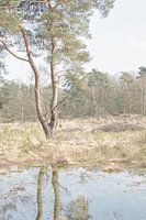Beegderheide in High key