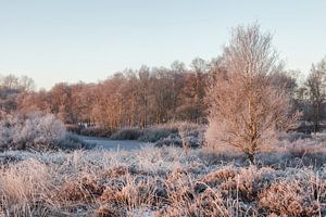 Winter morgen