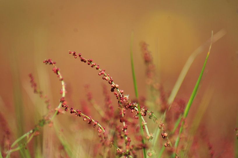 Heideplant van Niek Traas