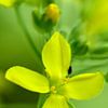 Small yellow flower with buds by Gerard de Zwaan