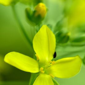 Klein geel bloemetje met knoppen van Gerard de Zwaan