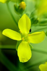 Kleine gelbe Blume mit Knospen