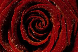 Rose von Herwin van Rijn