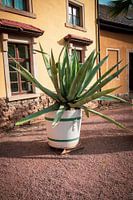 Agave plant tegen een mediterrane gevel