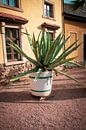 Agave plant tegen een mediterrane gevel van Suzanne Schoepe thumbnail