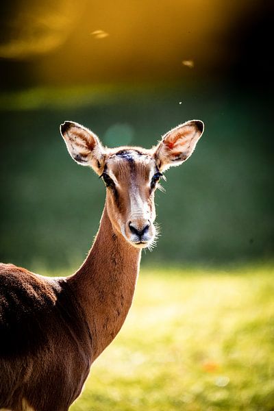 Impala cloaked in summer colours. by Design Wall Arts