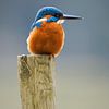De Wachter van het Water: IJsvogel op zijn Houten Paal van Hevonax Photography