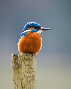 The Keeper of the Water: Kingfisher on his Wooden Pole