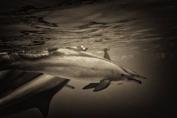 Delfine in Bewegung von Marieke_van_Tienhoven