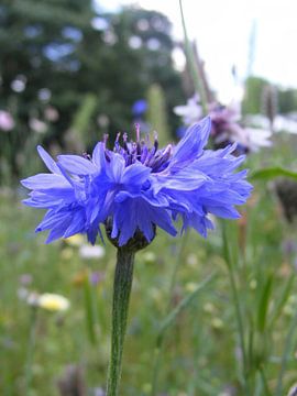 korenbloem sur Mirjam van Ginkel