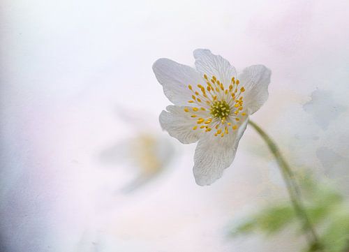 Pastel flower