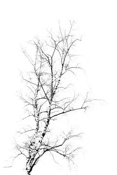 Berkenboom in zwart-wit Abstracte vorm in witte achtergrond van Marianne van der Zee