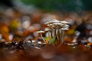 Pilze zwischen den Herbstfarben