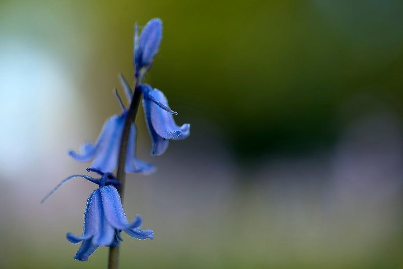 Bluebell par Gonnie van de Schans