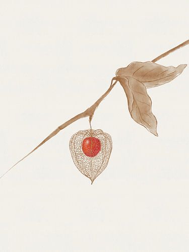 Cicadelle (Physalis)