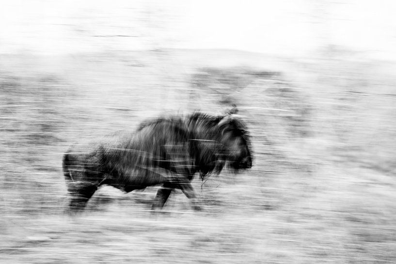 Running wildebeest (Connochaetes) by Remco Donners