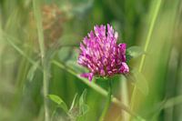 Red Clover