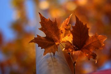 The Two Leaves van Cornelis (Cees) Cornelissen