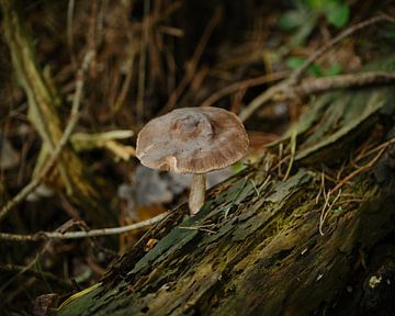 Automne dans la forêt, champignon commun des cerfs sur Eugenio Eijck
