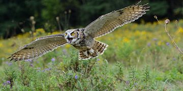Spread Your Wings and Fly by Darlene Hewson