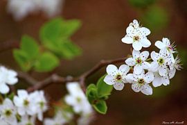 Don de lumière sur erikaktus gurun